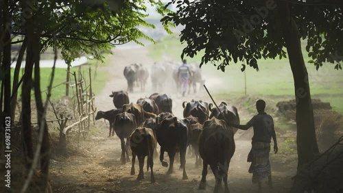 Simplicity of rural Bangladesh as farmers work together to herd their buffalo through muddy fields and along the tranquil riverbanks, showcasing the authentic harmony of traditional livestock farming photo