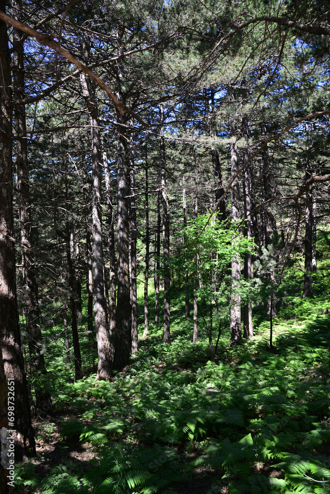 Obraz premium Kaz Mountains, located in Balikesir city of Turkey, is the most important mountain of the country with its rich vegetation and untouched nature.