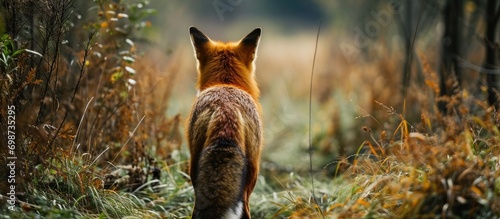Red fox seen from behind photo