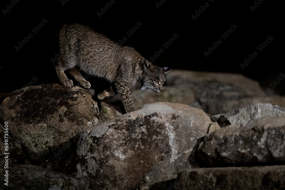 IS A LYNX NOCTURNAL visual data 6