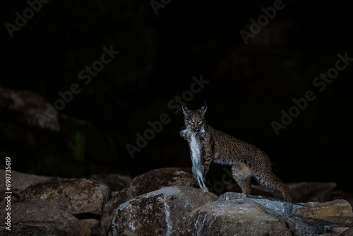A proficient Iberian Lynx carries its catch across the rocks at night, exemplifying the survival skills of this elusive predator photo