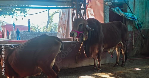 Cowshed Chronicles, Serenity with Indian Cows and Bulls photo