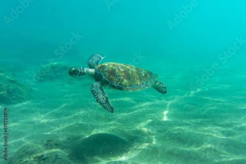 A baby sea turtle swims underwater in tropical seas
