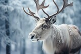 Frosty elegance reindeer roam a winter forest, embodying the magic of the season