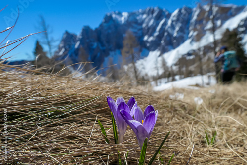Field of pink crocus flowers at Ogrisalm with a panoramic view on mountain peaks in early spring in Karawanks, Carinthia, Austria. Remote alpine landscape. Looking on mount Vertatscha and Hochstuhl