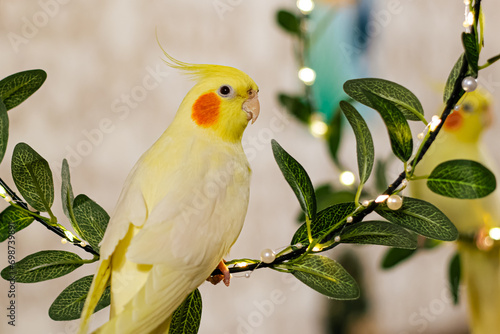 Beautiful photo of a bird.Funny parrot.Cockatiel parrot. Home pet yellow bird.Beautiful feathers.Cute cockatiel.Home pet parrot.A bird with a crest.Natural color.Birdie.The parrot looks in the mirror.