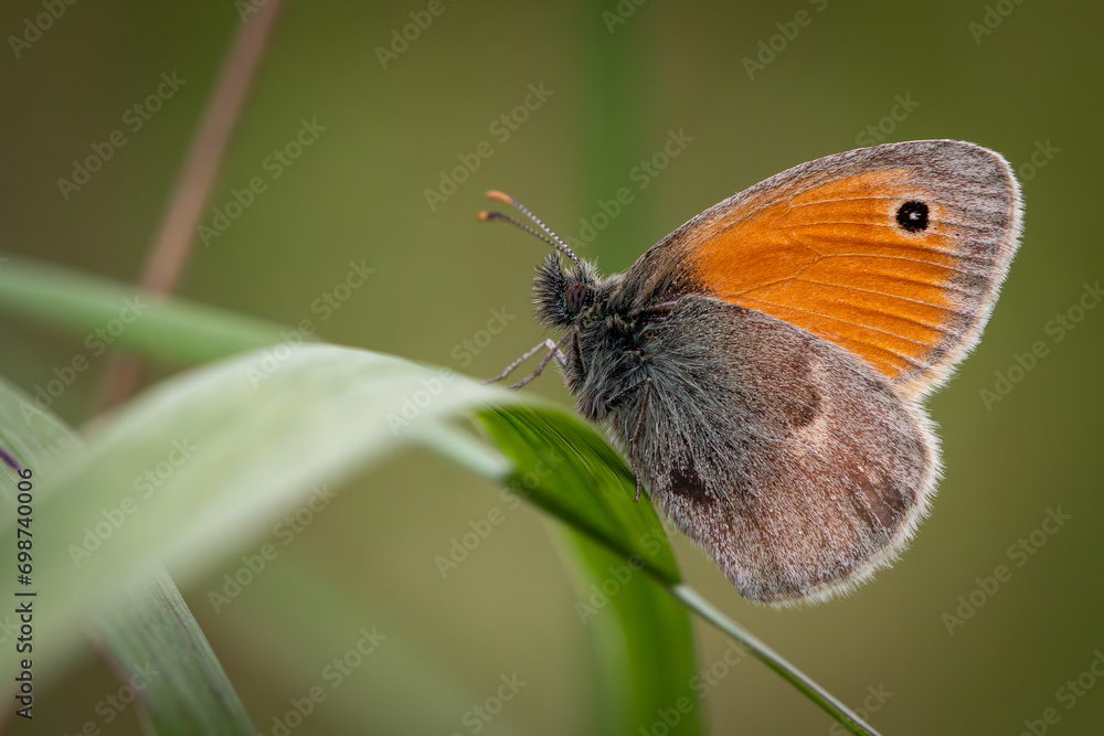 Obraz premium Strzępotek 2