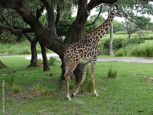giraffe (ID: 698740030)