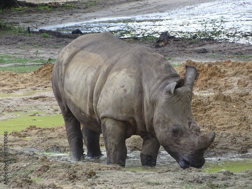 rhino in the wild (ID: 698740046)