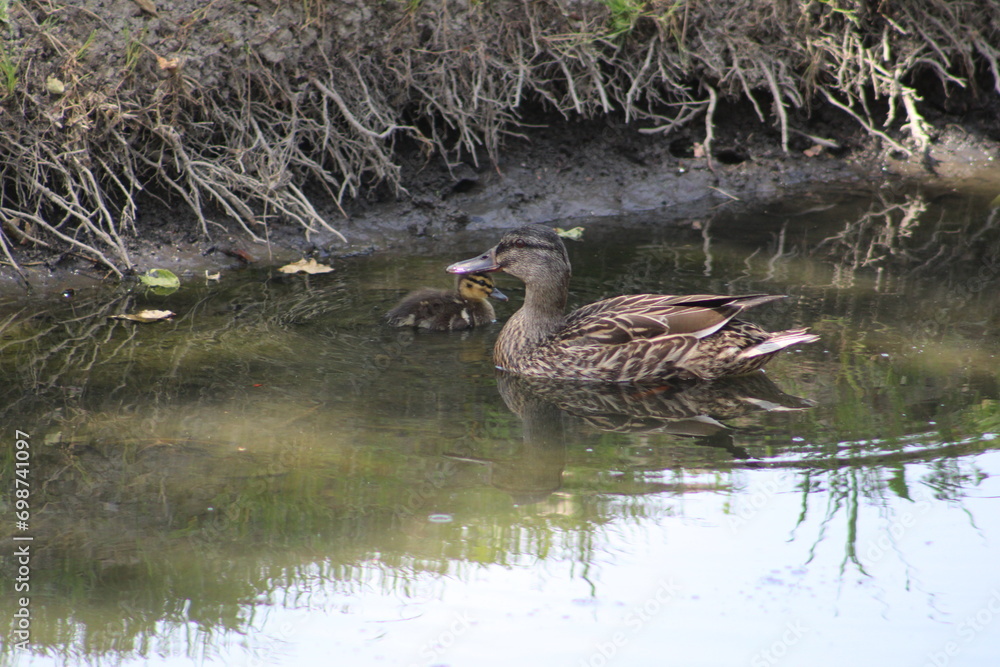 Obraz premium duck in the water