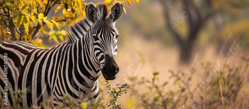 Plains zebra from South Africa spotted on safari in southern Africa.