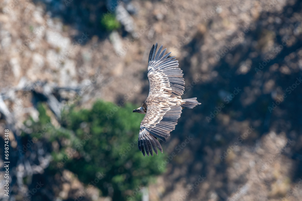 Fototapeta premium Griffon Vulture, Gyps fulvus, flying in Akdağ, Tokalı Canyon in Turkey.