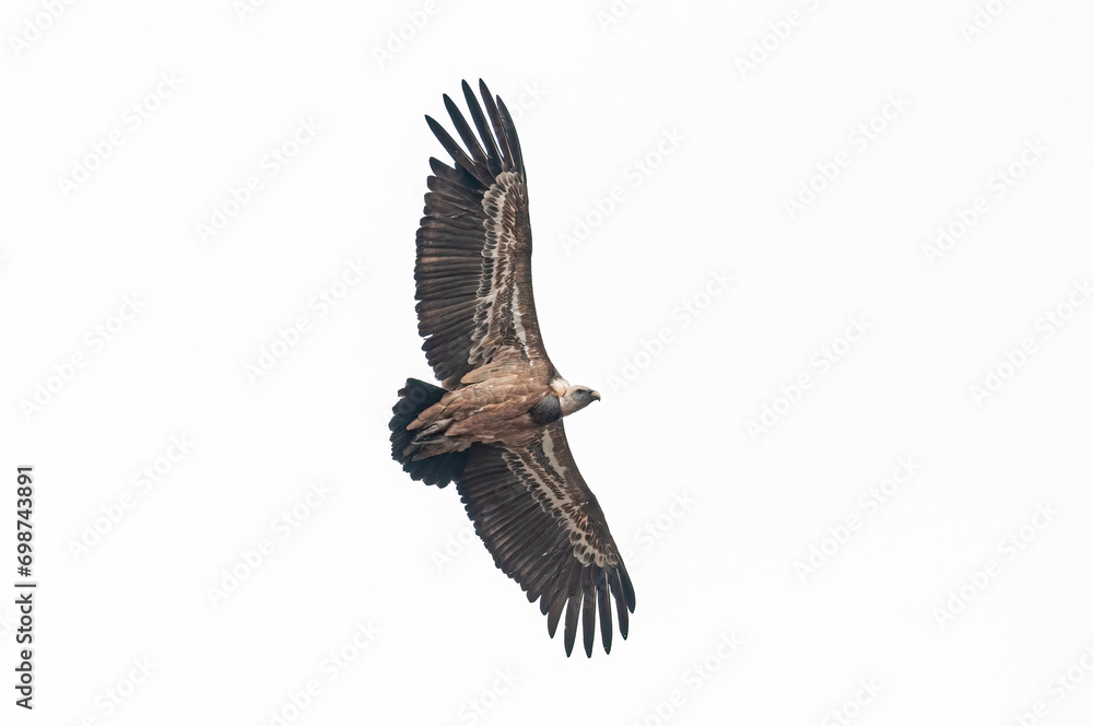 Griffon Vulture, Gyps fulvus, flying in Akdağ, Tokalı Canyon in Turkey. Griffon Vulture, Gyps fulvus, flying in Akdağ, Tokalı Canyon in Turkey.
