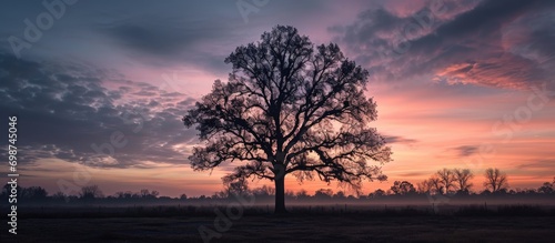 Solitary tree in Tuscaloosa at dawn. photo