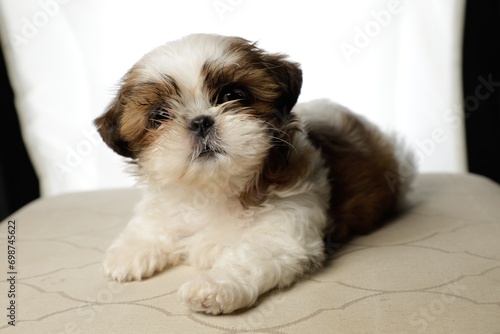 White and brown Shihtzu puppy