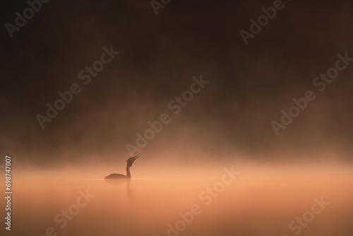 Great crested grebe silhouette against a soft orange glow during morning mist as it arches its neck gracefully photo