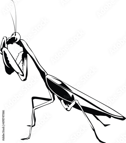 Cartoon Black and White Isolated Illustration Vector Of A Praying Mantis Insect