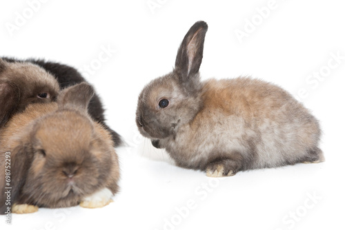 Small lop-eared rabbits