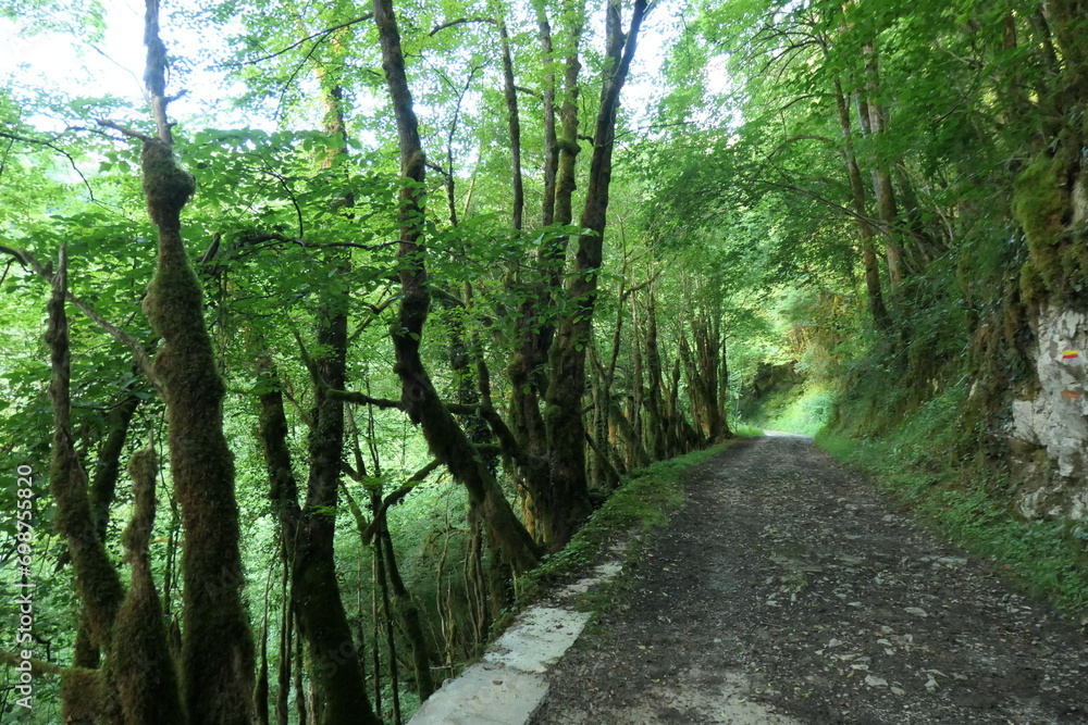 Foret Asque Foret Asque