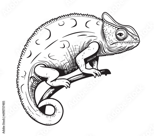 Chameleon reptile sketch hand drawn Vector illustration Wild animals