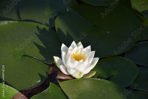 Lily