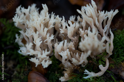 background with Ramaria, Ramaria formosa. Clavaria mushroom macro