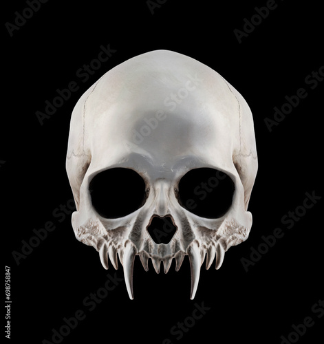 Vampire skull with long fangs isolated on black background
