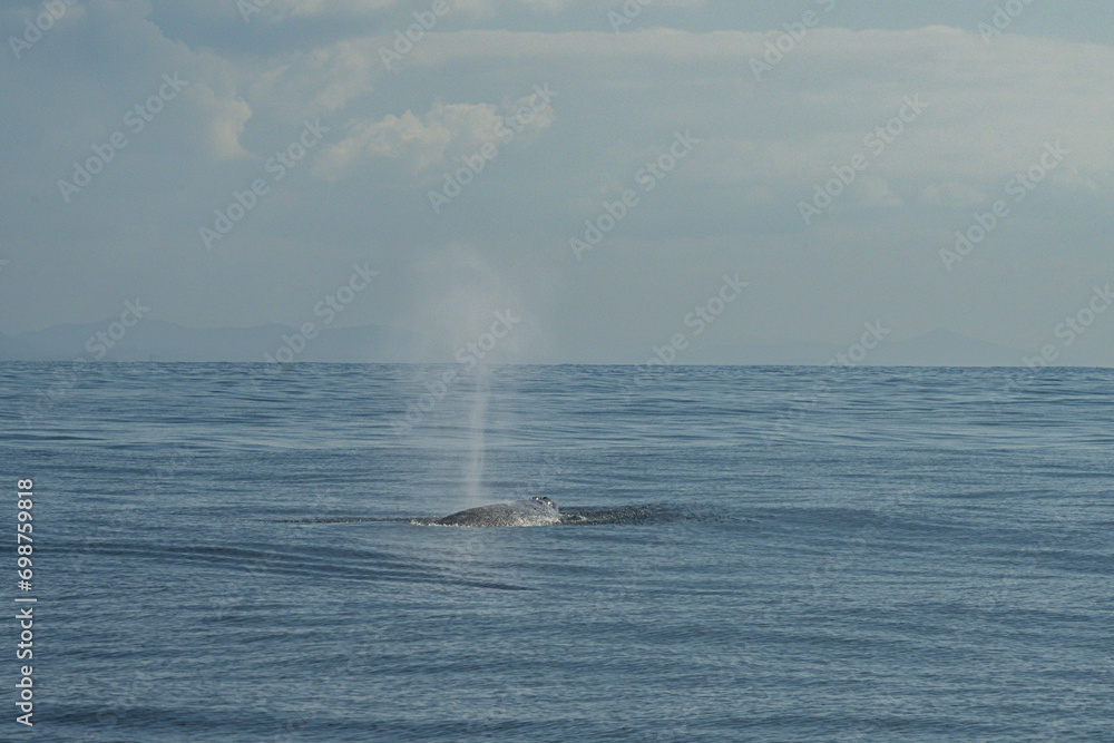 Dolphins frolic in the pacific alongside a migrating grey whale in winter. Dolphins frolic in the pacific alongside a migrating grey whale in winter.