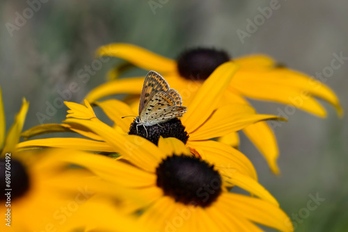 Female Sooty Copper (Lycaena tityrus) butterfly sitting on a yellow rudbeckia hirta flower in Zurich, Switzerland