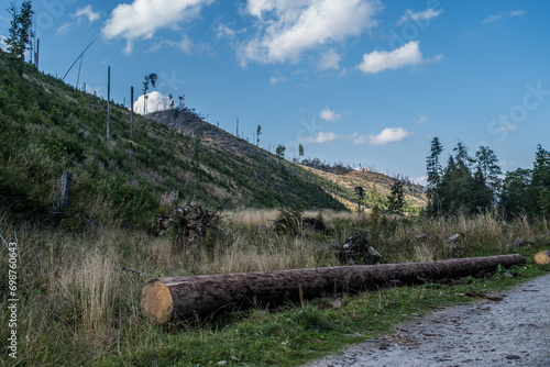 Widok z gór Tatrzańskiego Parku Narodowego na ścięte drzewo przy drodze