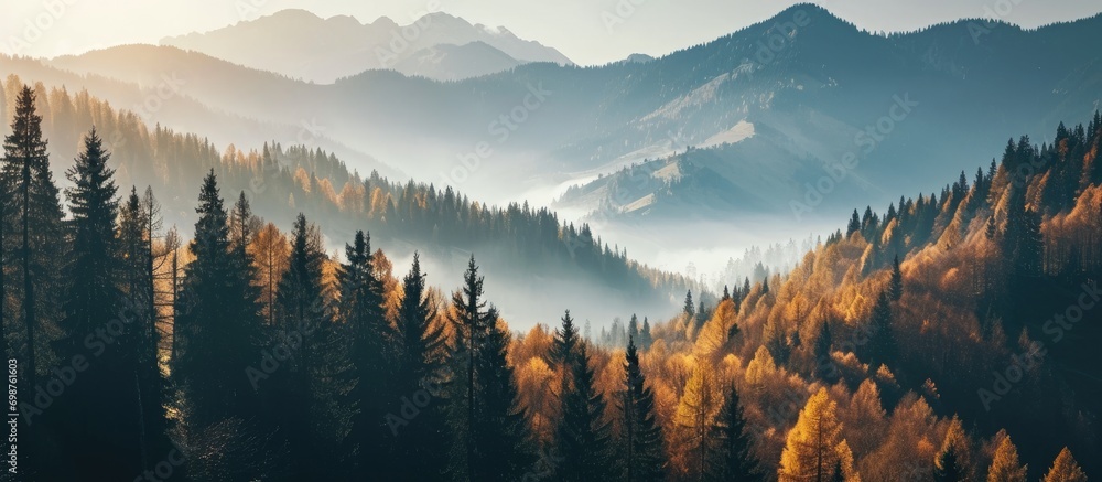 Gorgeous autumn mountain valley with forest and misty silhouette mountains. - obrazy, fototapety, plakaty 