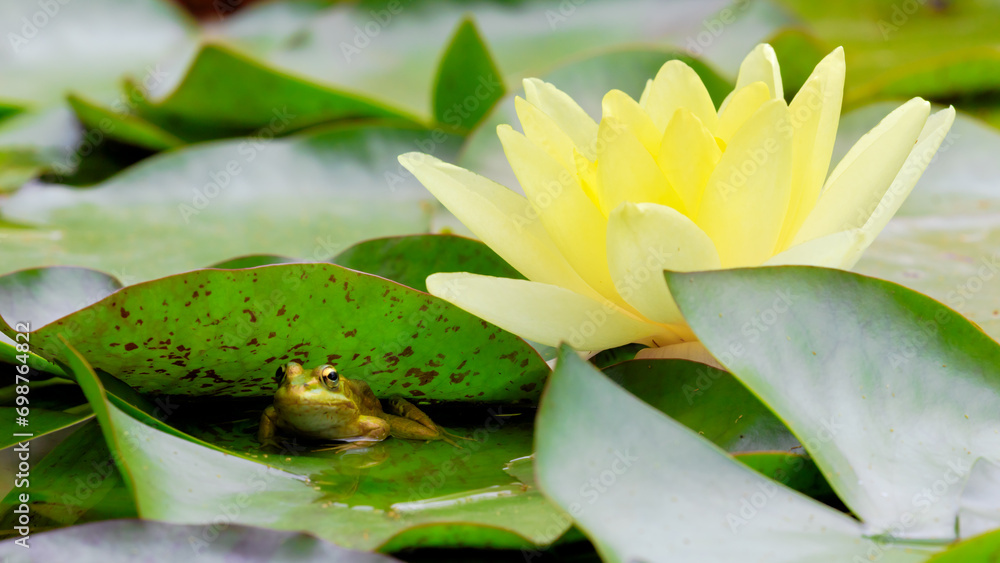 Frog sitting on leaf of yellow lotus flower
