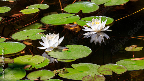 Obraz na płótnie Pond with frog and two white lotus flowers w salonie