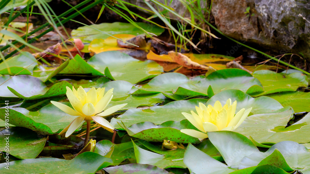 Pond with two yellow lotus flowers