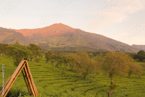 tea farmer's hut in a tea garden near the mountain