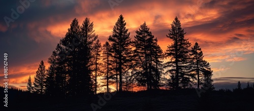 Silhouetted black pine trees on a stunning sunrise backdrop photo