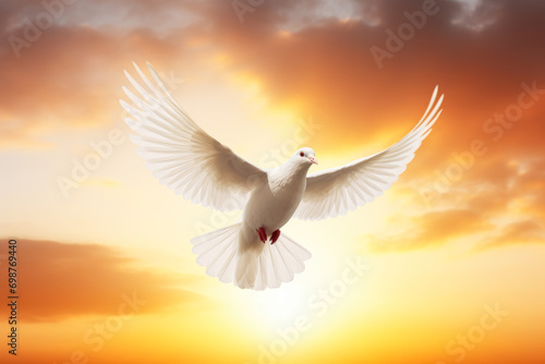 Flying white dove with sunset sky background. Freedom and peace concept.