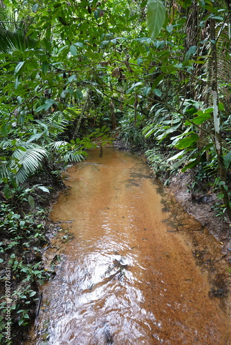 Fotografía Belize - Cockscomb Basin Wildlife Sanctuary