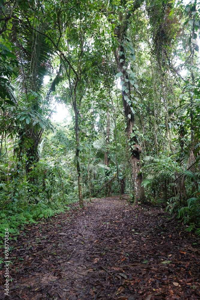 Obraz premium Belize - Cockscomb Basin Wildlife Sanctuary 