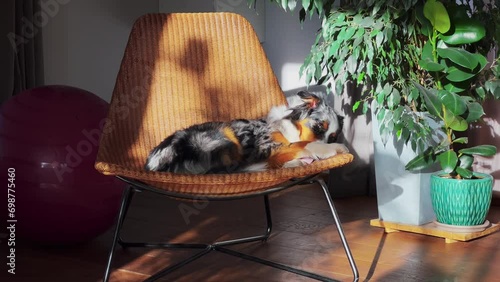 relaxed australian shepherd enjoying warm sunlight on a cozy wicker chair beside a lush indoor plant photo