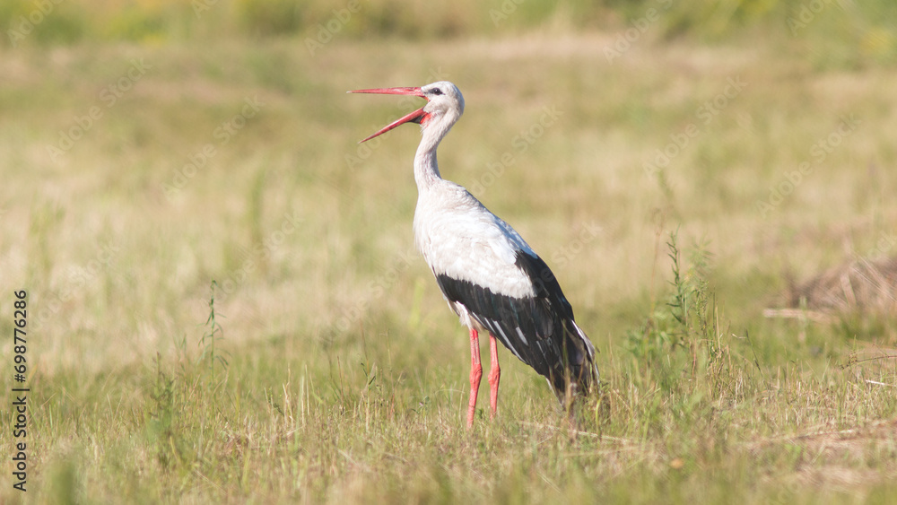 stork in the grass stork in the grass