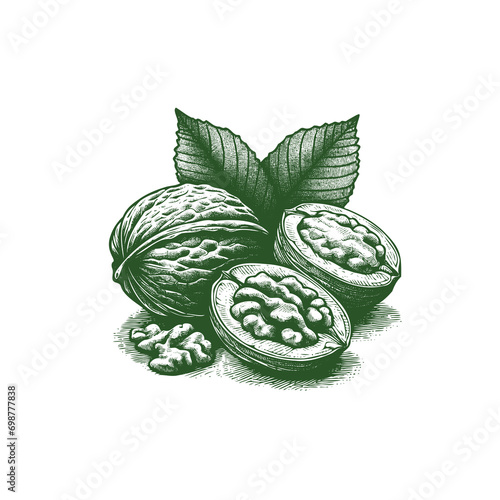Hand-drawn illustration of walnuts and leaves