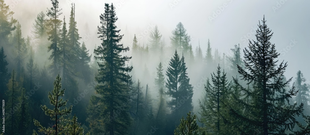 Foggy pine forest on a misty morning.