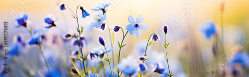 Spring meadow with blue flowers, close-up. Spring nature background. Panoramic image with copy space.