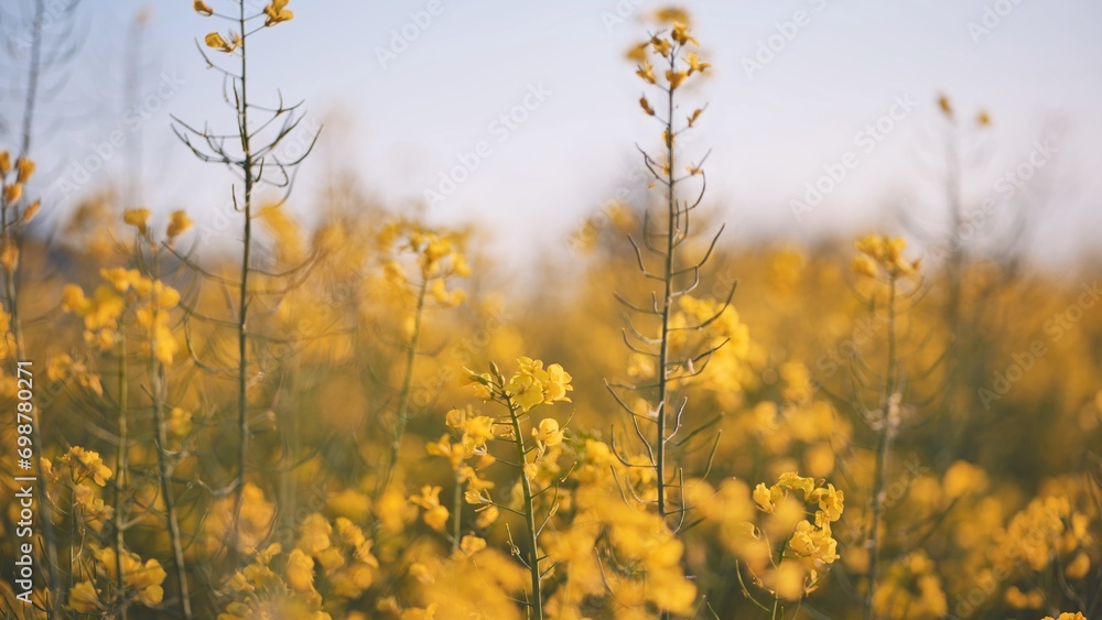 Obraz premium Rapeseed flowers in summer time.