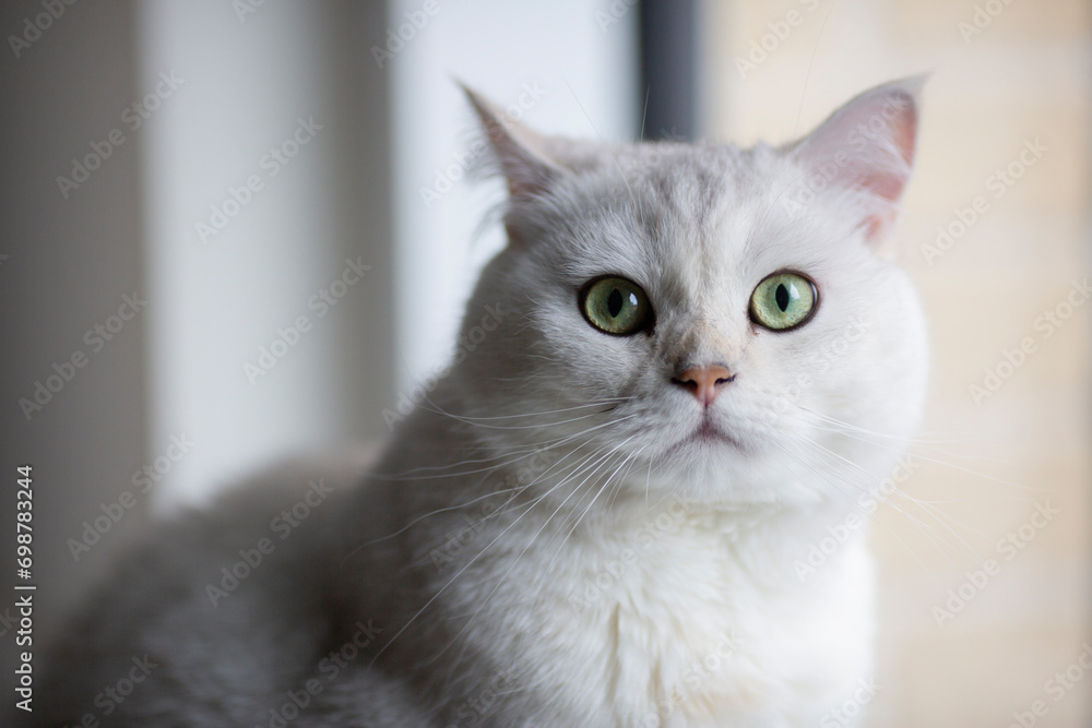 British Shorthair silver gradient cat 