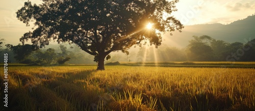 Filtered film captured silhouette of tree in Chonburi rice field with under light from sun beam.