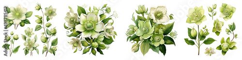 Green hellebore flowers buds and leaves Hyperrealistic Highly Detailed Isolated On Transparent Background Png File photo