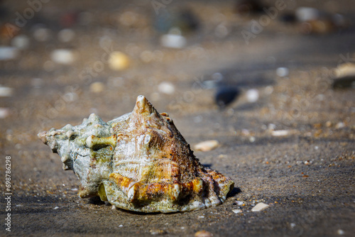 Sea Snail on the beach at Del Mar, California
