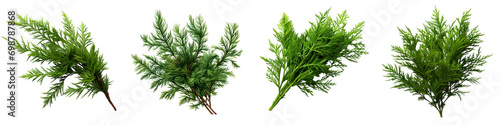 Green thuja twigs Hyperrealistic Highly Detailed Isolated On Transparent Background Png File photo